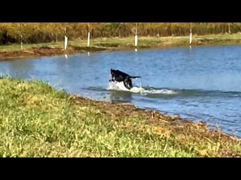 Gusto Gundog Water Retrieves