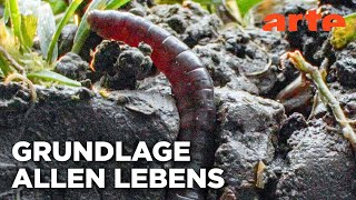 Im Reich des Regenwurms | Doku HD Reupload | ARTE