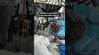 Video preview image #1 French Tzu Puppy For Sale in San Jose, CA, USA