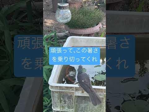 ハイイロヒタキを庭に引き付ける方法とその理由は何ですか？  庭園