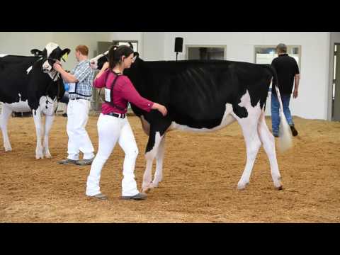 Western Spring National Holstein Show Junior Champion