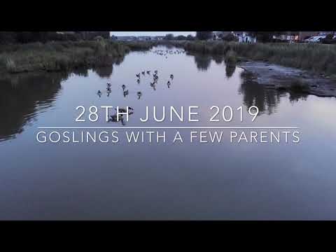 Canvey Island 3 Lake with mainly goslings that aren’t flight ready yet