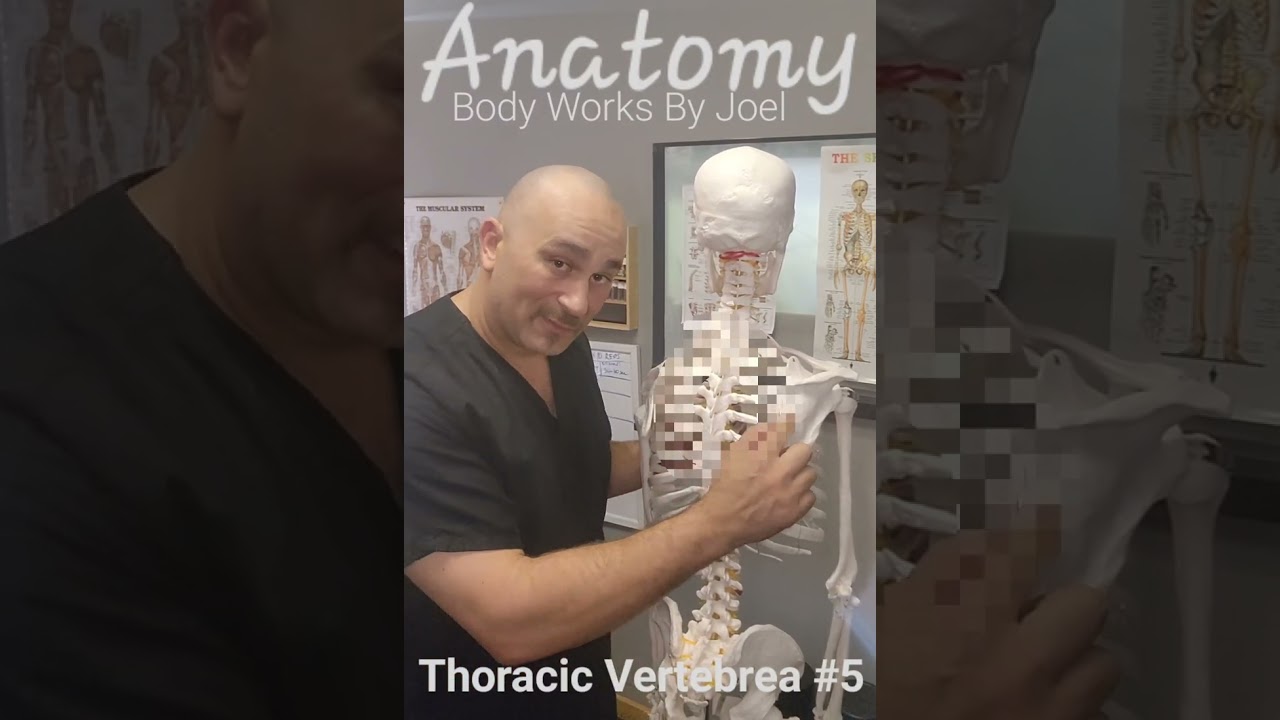 Anatomy: (T5) Thoracic Vertebrea #5