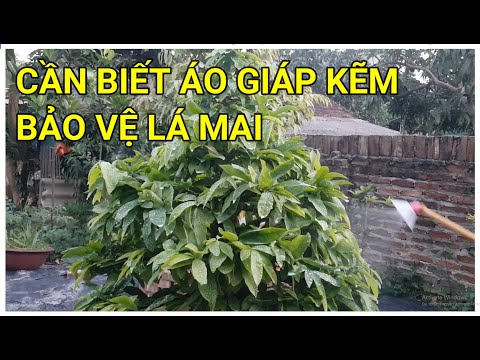 🔴 QBS22207 - HƯỚNG DẪN SỬ DỤNG ANTRACO CHO MAI VÀNG || PHUN ANTRACO ÁO GIÁP KẼM BẢO VỆ LÁ MAI VÀNG