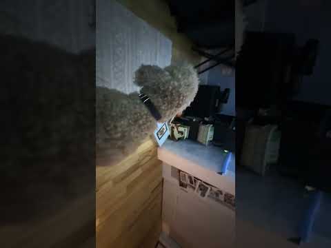 Bailey Mcnugget (her real first and middle name) being herself