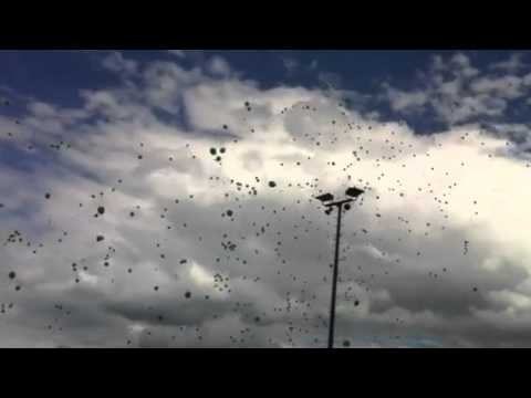 Ballonaktion 20. Jahre Elisabeth-Gymnasium Halle