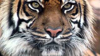 John Cougar Mellencamp - Justice and Independence