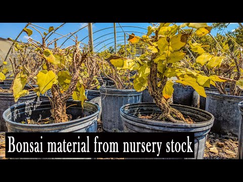 Finding great bonsai material at nursery, for cheap! amazing trees!