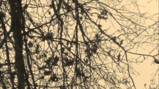 Jeff Buckley - Just like a woman