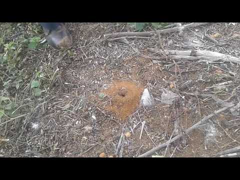 Como sacar una hormiga reina