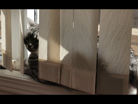 Shan Wu found a snack for herself