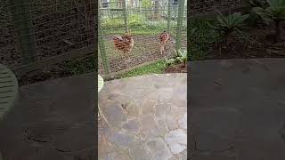 Download lagu Diana by Koes bersaudara #koesplus mp3