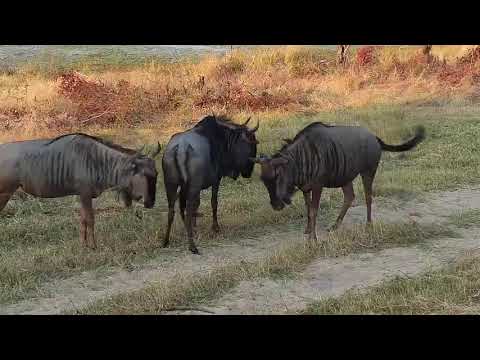 Djuma: Impalas and Wildebeests - 16:05 - 05/26/21