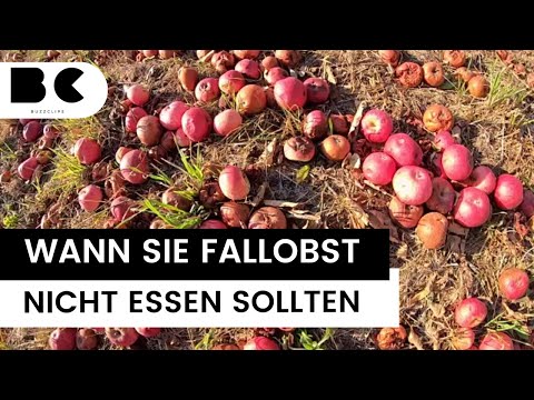 Vorsicht vor Faulstellen: Warum Fallobst giftig sein kann
