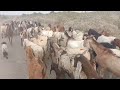 Goat Mating II Goat Cross Match II Goats Meeting II Foryou Goatsmating