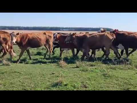 53 vacas preñadas nuevas- Colonia Tabay Corrientes