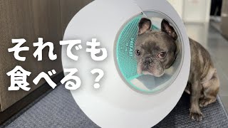 【誤飲対策】1週間に2度の麻酔手術…。二度とさせないと誓ったら、大変なことになりました。