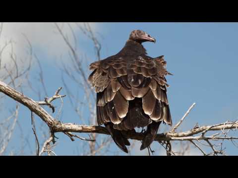 download lagu mp3 mp4 Airie Everglades, download lagu Airie Everglades gratis, unduh video klip Download Airie Everglades Mp3 dan Mp4 Music Gratis