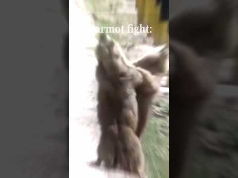 Marmot Fight🗿🍷