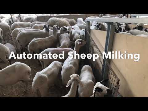 Automated Sheep Milking