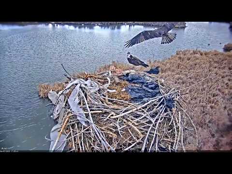 2019-04-07 Mating is hard in the wind | Boulder County Osprey Cam