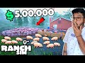 BUYING 1000 PIG WORTH 