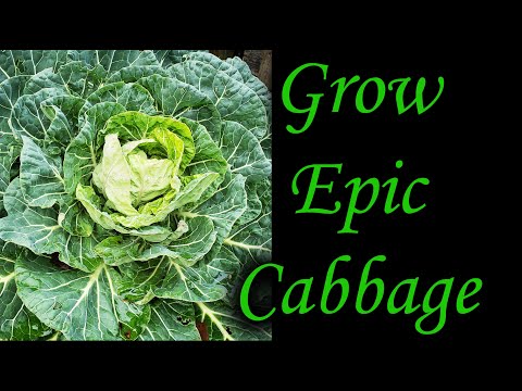 How To Reuse Old Potting Soil FOUR ways