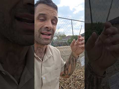 Street Tree Skeptics: Grannies' Anti-Tree Movement (Part 2)