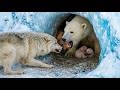 The Complete Polar Bear Growth Timeline From Pregnancy To Independence