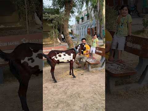 qurbani ke janwsr ka mezaq nhi urate #qurbani #viralvideo #shortfeed #ytshorts #goat #bakra