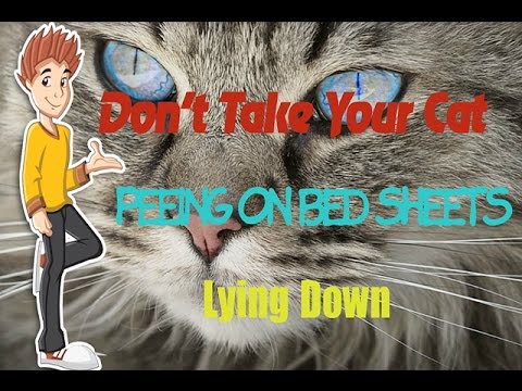 don't take your cat peeing on bed sheets lying down - 5 reasons your cat is peeing on the bed