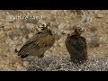 Cinereous Vulture Fighting For Food Nest Vulture Family