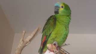 Pakito Canta Nella Vecchia Fattoria.