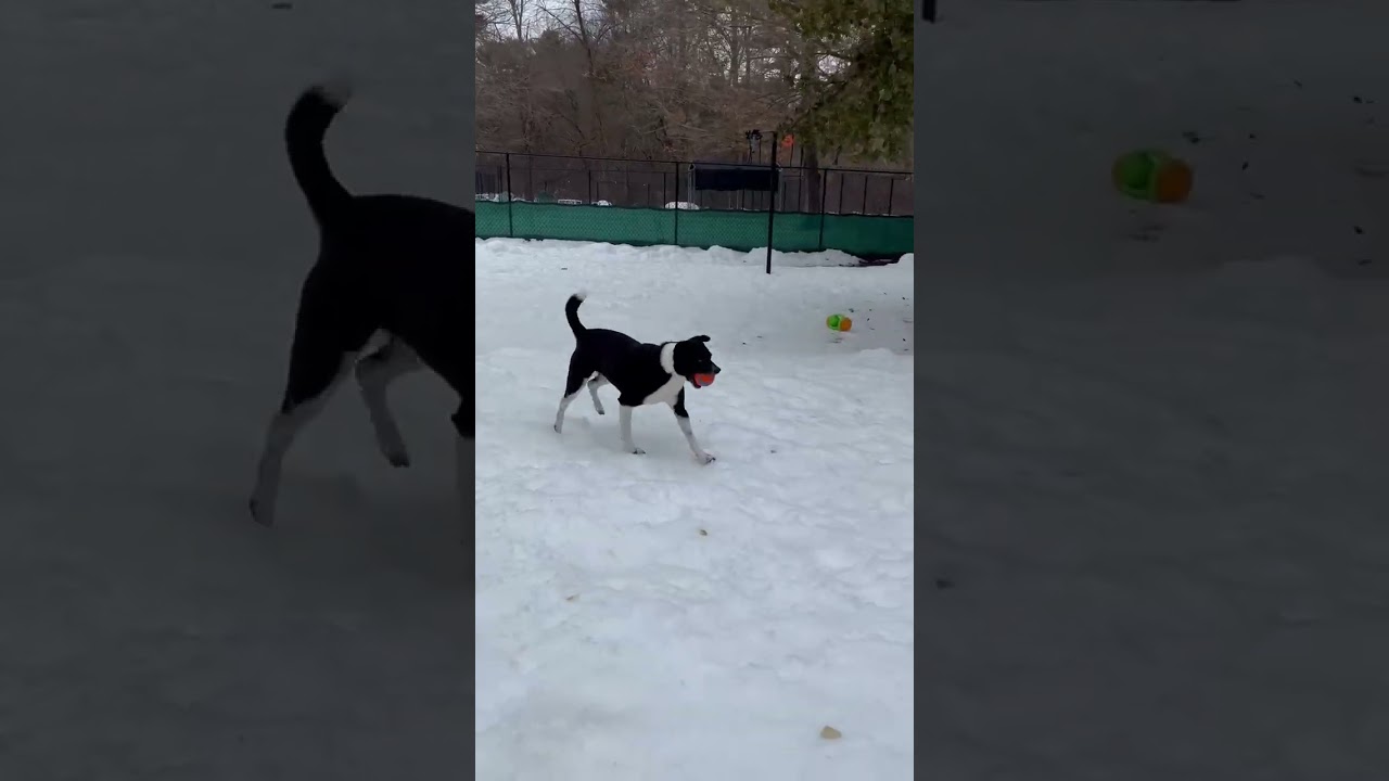 Enlarge Tellie, an adopted mixed breed in Sudbury, MA video 4/4