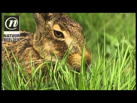 download lagu mp3 mp4 Paardenbloemblad, download lagu Paardenbloemblad gratis, unduh video klip Paardenbloemblad