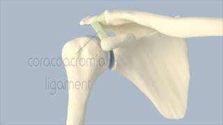 Acromioclavicular Joint Anatomy