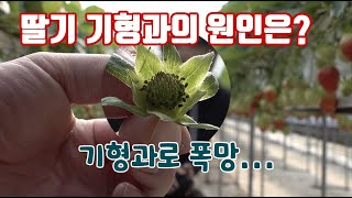 딸기 기형과의 원인은?? 온도 관리 엽면시비의 중요성