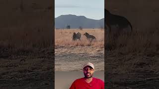 Leões Recua pro Hipopotamo 😱