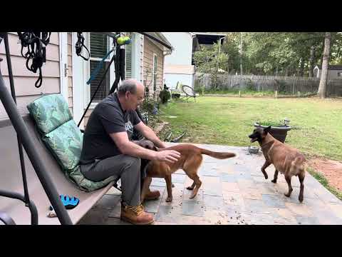 Nero and Lesye am construit casa nouă pentru fătarea lui Lesye Belgian Malinois trening Dog