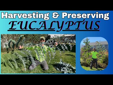 Harvesting and Preserving Eucalyptus.