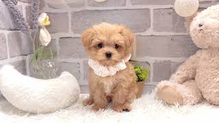 ハーフ犬の動画01