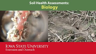 Soil Health Assessment Series: Biology