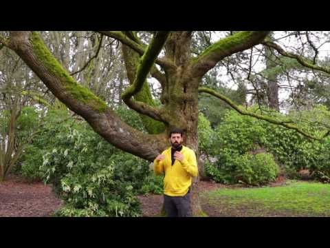 How to Natural Movement: Intro to Treeclimbing