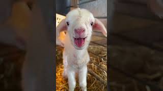 Download lagu cute memna #shorts #shortsfeed #trending mp3