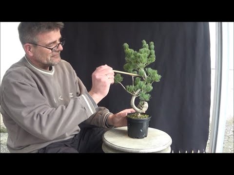 Bonsai 2020-8 - Pinus parviflora - die aufrechte Zwillings-Mädchenkiefer