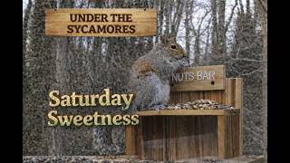 Bird and Squirrel Feeder - Under the Sycamores- Charlotte, North Carolina - #birdfeeder #birds