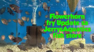 FLOWERHORN FRY