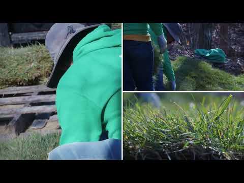 Green Grounds Solutions provides a wide range of sodding services for residential and commercial...