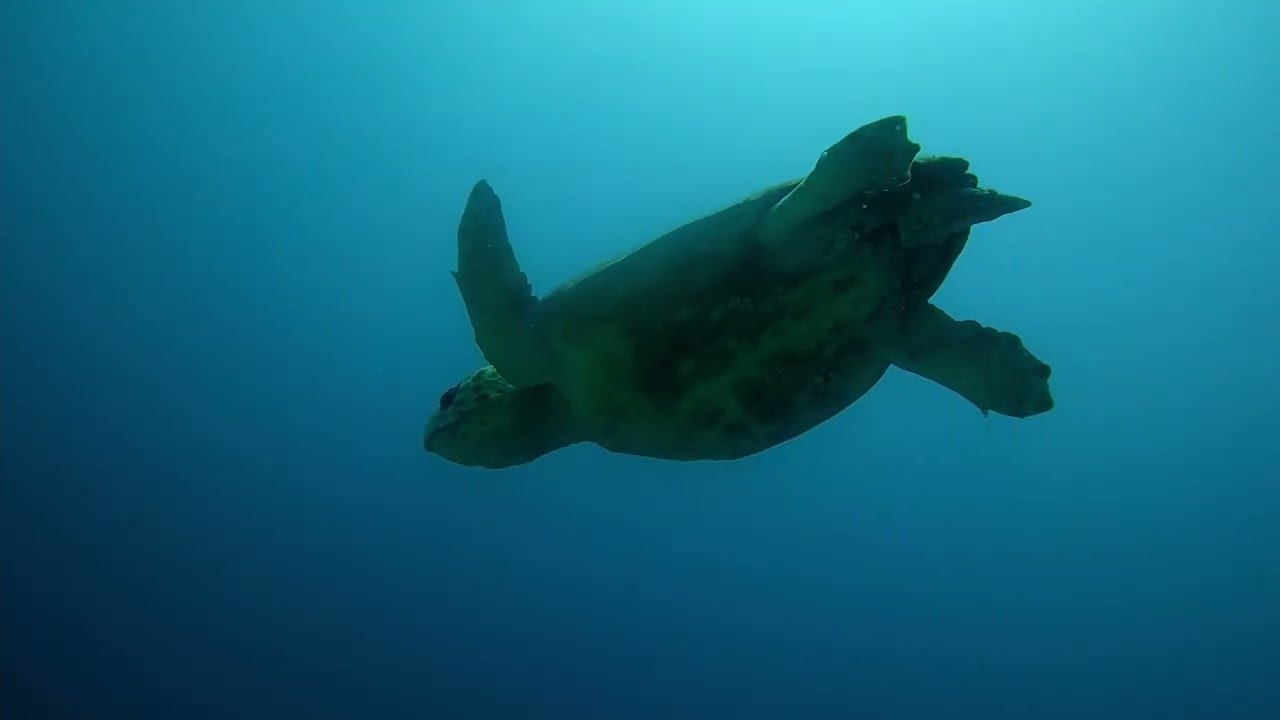 Guardianes del Mar en Arrecife Alacranes