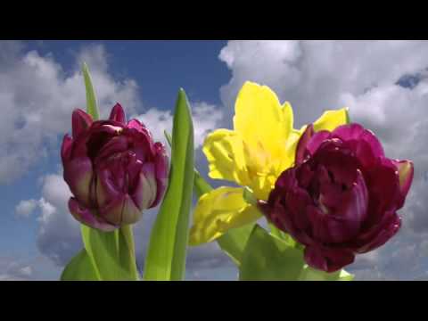 Tulipány - zrychlené nakvétání